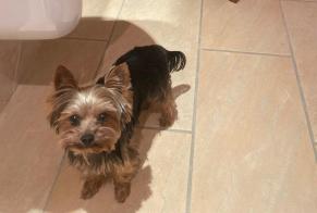 Alerte Disparition Chien  Mâle , 5 ans Coggia France