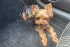 Alerte Disparition Chien  Mâle , 5 ans Coggia France