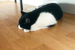 Alerte Disparition Chat Mâle , 6 ans Saint-André-lez-Lille France