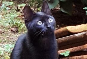 Alerte Disparition Chat Mâle , 1 ans Cluny France