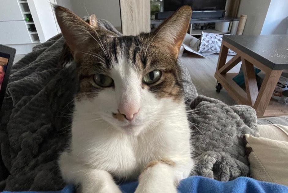Alerte Disparition Chat croisement Mâle , 6 ans Serris France