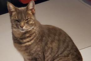 Alerte Disparition Chat croisement Femelle , 3 ans Cézac France