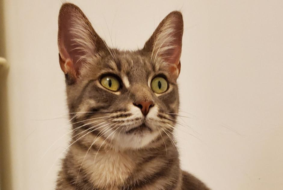 Alerte Disparition Chat croisement Femelle , 3 ans Cézac France