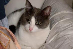 Alerte Disparition Chat  Mâle , 2 ans Simiane-Collongue France