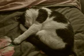 Alerte Disparition Chat  Mâle , 2 ans Simiane-Collongue France