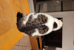 Alerte Disparition Chat croisement Femelle , 5 ans Mouans-Sartoux France