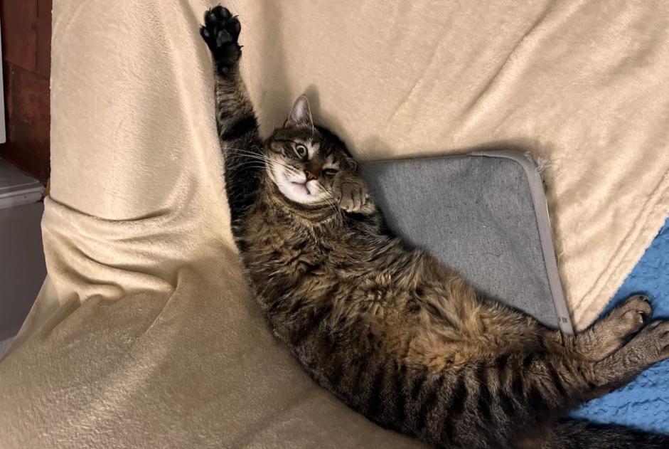 Alerte Disparition Chat Mâle , 4 ans Carcassonne France