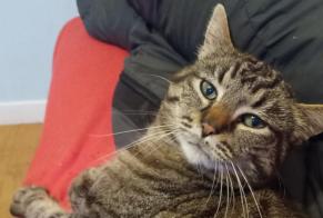 Alerte Disparition Chat croisement Mâle , 6 ans Loos France