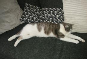 Alerte Disparition Chat Femelle , 6 ans Hurigny France