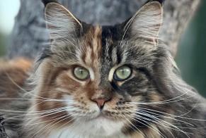 Alerte Disparition Chat  Femelle , 4 ans Les Cluses France