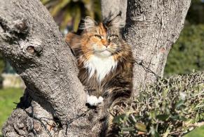 Alerte Disparition Chat  Femelle , 4 ans Les Cluses France