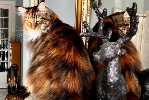 Alerte Disparition Chat  Femelle , 4 ans Les Cluses France