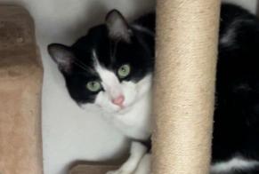 Alerte Disparition Chat Mâle , 5 ans Vern-sur-Seiche France