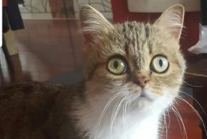 Alerte Disparition Chat croisement Femelle , 11 ans Nancy France