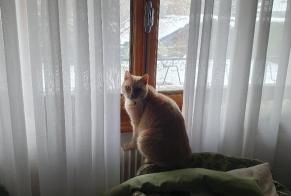 Alerte Disparition Chat  Mâle , 10 ans Gaillard France