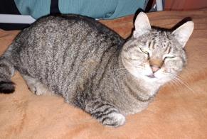Alerte Découverte Chat croisement Mâle , 7 ans Vannes France