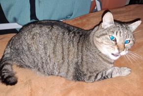 Alerte Découverte Chat croisement Mâle , 7 ans Vannes France