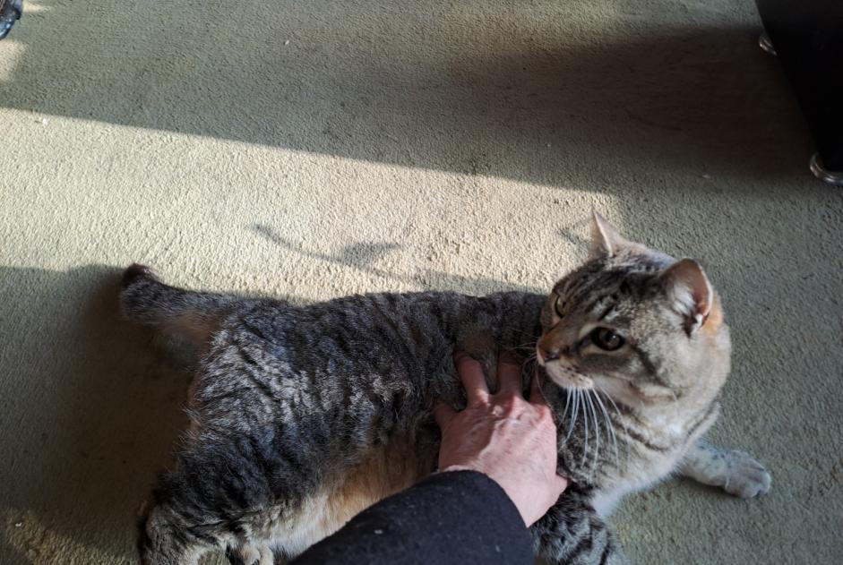 Alerte Découverte Chat croisement Mâle , 7 ans Vannes France