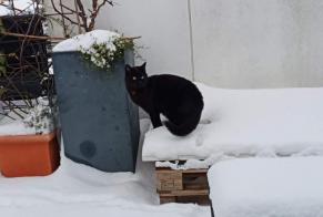 Alerte Disparition Chat  Mâle , 3 ans Montpellier France