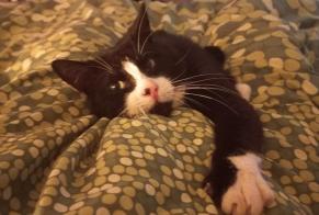 Alerte Disparition Chat Mâle , 7 ans Landerneau France
