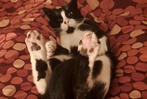 Alerte Disparition Chat Mâle , 7 ans Landerneau France