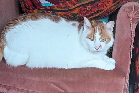 Alerte Disparition Chat  Mâle , 12 ans Ouistreham France