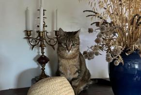 Alerte Disparition Chat  Femelle , 3 ans Orvilliers France