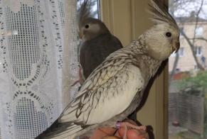 Alerte Disparition Oiseau Femelle , 2026 ans La Queue-en-Brie France