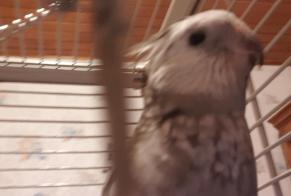 Alerte Disparition Oiseau Femelle , 2026 ans La Queue-en-Brie France