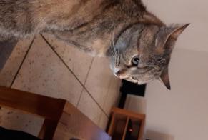 Alerte Disparition Chat Femelle , 13 ans Lempdes France