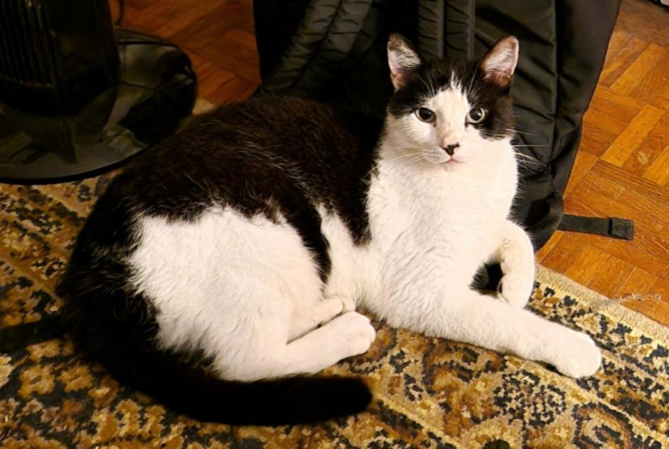 Alerte Disparition Chat  Mâle , 9 ans Vandœuvre-lès-Nancy France