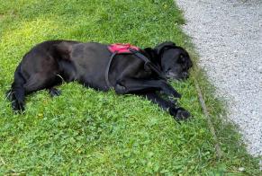 Alerte Disparition Chien  Femelle , 12 ans Plourin France