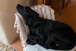 Alerte Disparition Chien  Femelle , 12 ans Plourin France