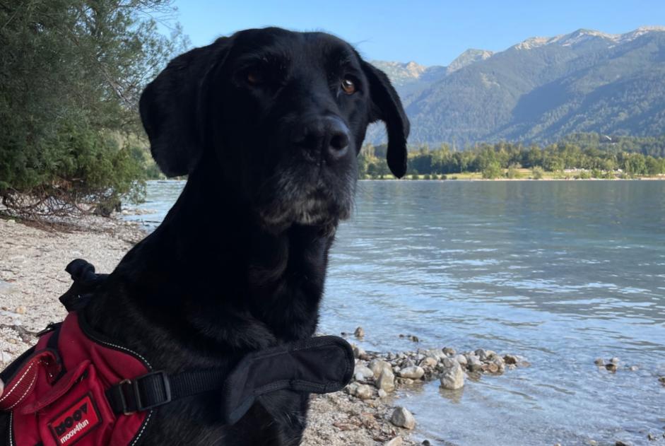 Alerte Disparition Chien  Femelle , 12 ans Plourin France