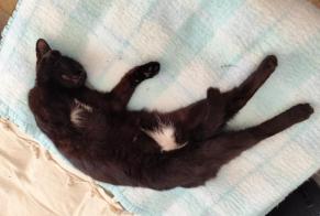 Alerte Disparition Chat Femelle , 2 ans Fleurance France