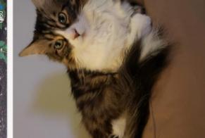 Alerte Disparition Chat croisement Mâle , 9 ans Les Hauts-d'Anjou France
