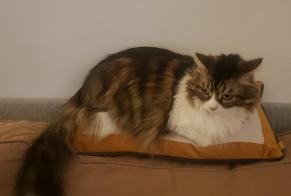 Alerte Disparition Chat croisement Mâle , 9 ans Les Hauts-d'Anjou France