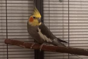 Alerte Disparition Oiseau Mâle , 2026 ans Angers France