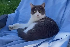 Alerte Disparition Chat croisement Femelle , 2 ans Saint-Pantaléon-de-Larche France