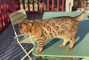 Alerte Disparition Chat  Mâle , 9 ans Saint-Gence France