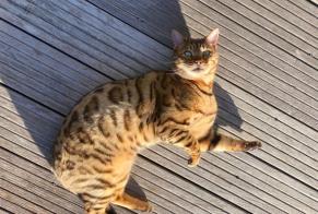 Alerte Disparition Chat  Mâle , 9 ans Saint-Gence France