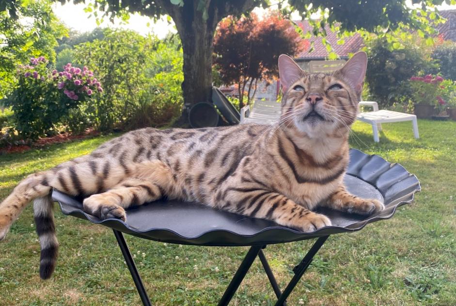 Alerte Disparition Chat  Mâle , 9 ans Saint-Gence France