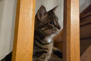 Alerte Disparition Chat Mâle , 4 ans Houtaud France