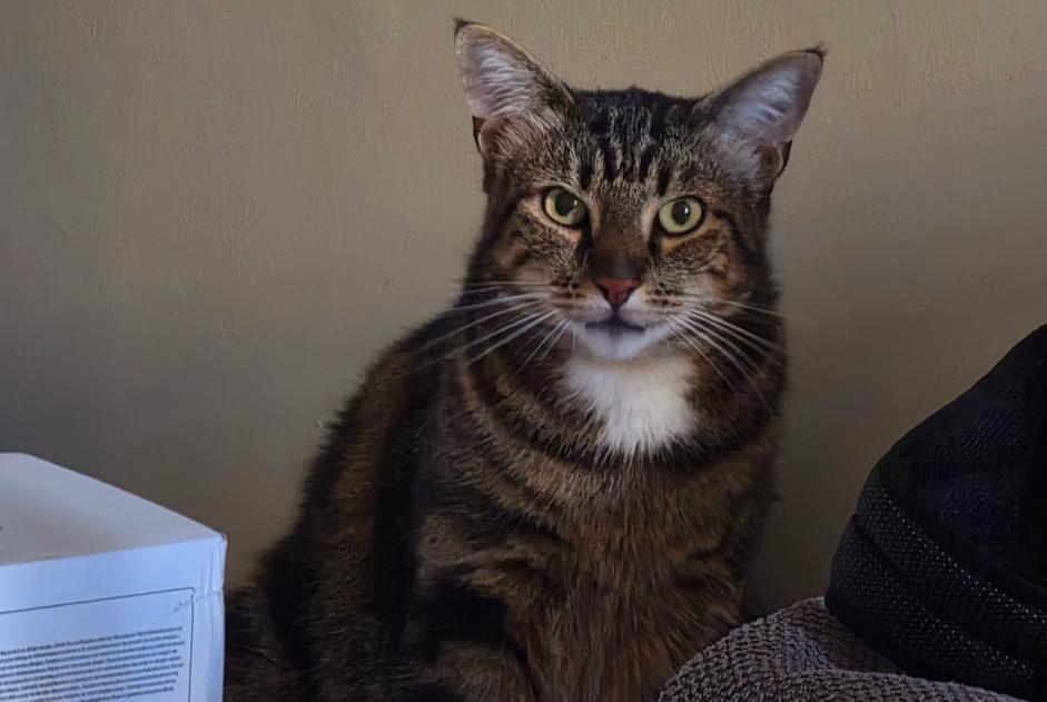 Alerte Disparition Chat Mâle , 4 ans Houtaud France