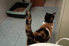 Alerte Disparition Chat croisement Femelle , 1 ans Roubaix France