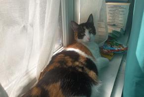 Alerte Disparition Chat croisement Femelle , 1 ans Roubaix France