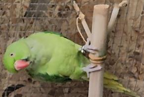 Alerte Disparition Oiseau Femelle , 2026 ans Val-Couesnon France