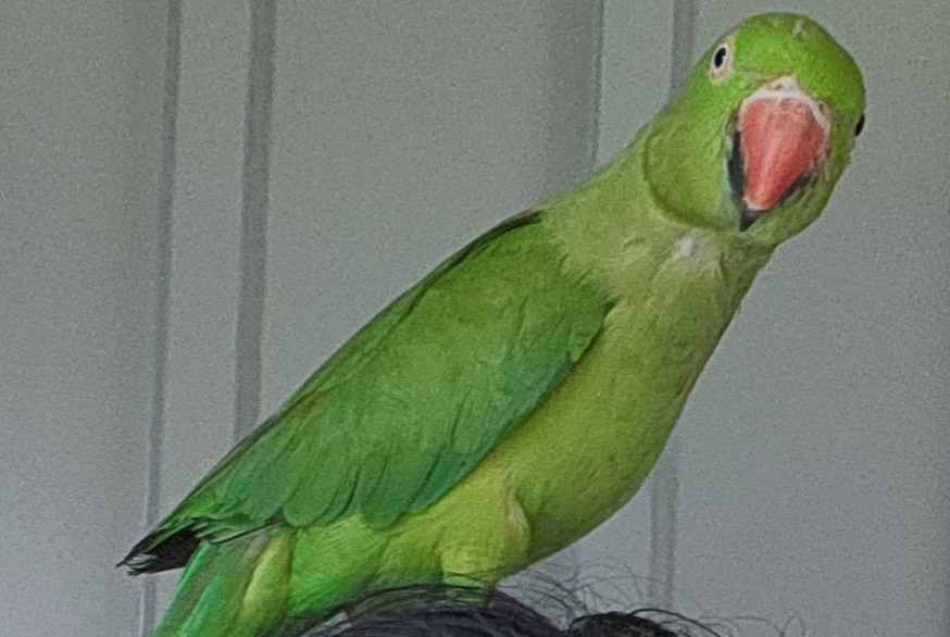 Alerte Disparition Oiseau Femelle , 2026 ans Val-Couesnon France