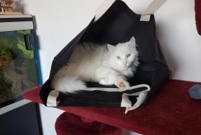 Alerte Disparition Chat croisement Mâle , 8 ans Vincey France