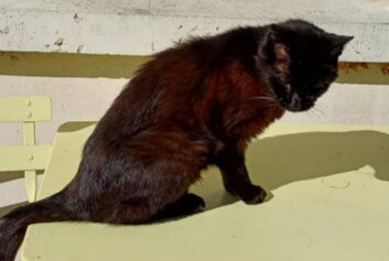 Alerte Disparition Chat Mâle , 19 ans Ouistreham France